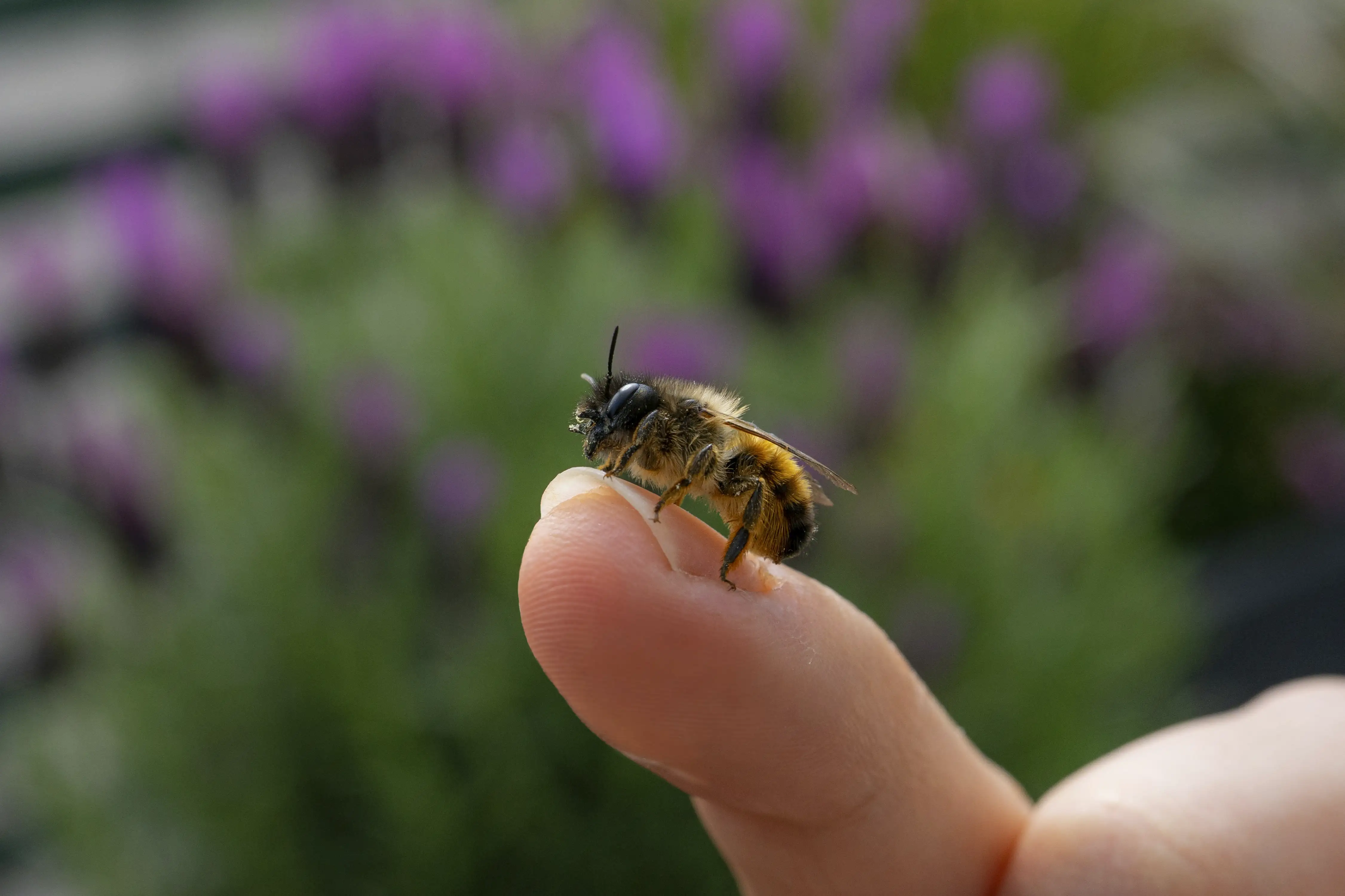Centres d’apithérapie au Maroc : piqûres d’abeilles